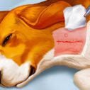Dog Hospital 3 dog hospital 1