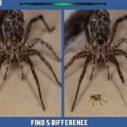 Spider Hidden Difference 9 spider hidden difference 1